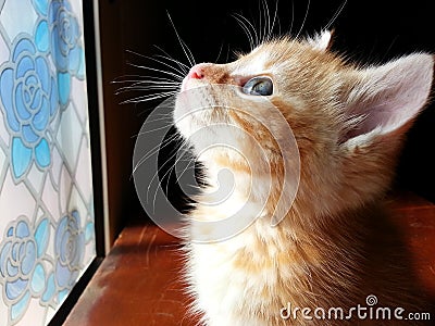 cat,a dreamy moment Editorial Stock Photo