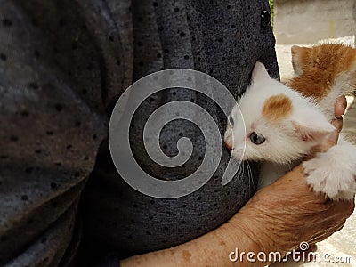 Cats newborn face and feet on grandmothers hands Stock Photo