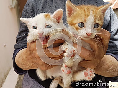 Cats newborn face and feet on grandmothers hands Stock Photo