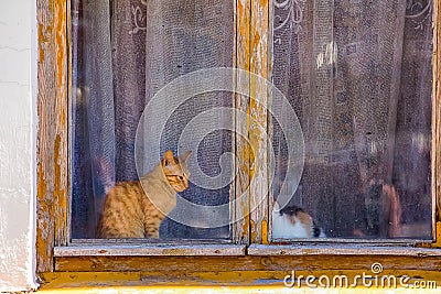 Cats outside the old wooden window Stock Photo
