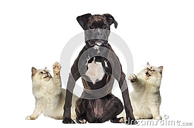 Cats pawing at a Boxer Stock Photo