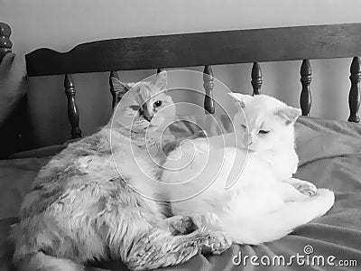 Cats cat pets love cute Turkish angora white friends Stock Photo