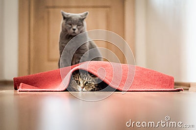 Cats play Stock Photo