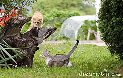 Cats playing Stock Photo