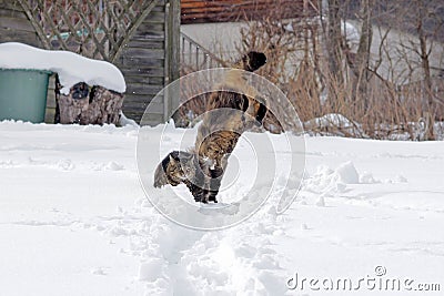 Cats playing and jumping in snow Stock Photo