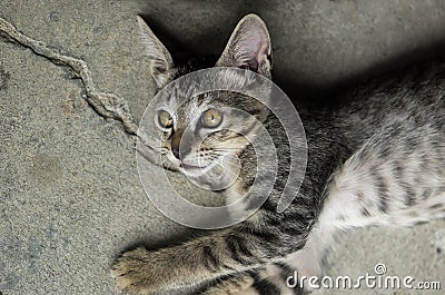 Cats portrait background cracked cement floor Stock Photo