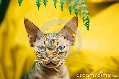 Cats Portrait With Fern Leaves. Cute Funny Curious Playful Beautiful Devon Rex Cat Looking At Camera. Devon Rex Cat With Stock Photo