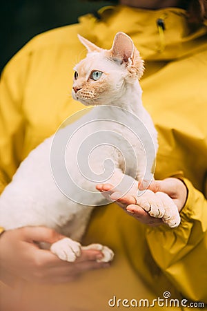Cats Portrait. Obedient Devon Rex Cat With Cream Fur Color Sitting On Hands. Curious Playful Funny Cute Beautiful Devon Stock Photo