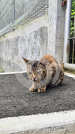 Cats are ready to target their enemies, mice in front of the house Stock Photo