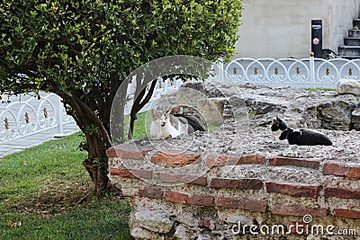 Cats are resting on the ancient wall ruins in Istanbul, Turkey Stock Photo