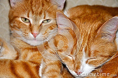 Cats resting together Stock Photo