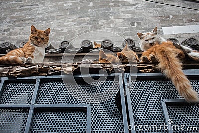 Cats on a roof Stock Photo