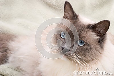 Cats series - ragdoll Stock Photo