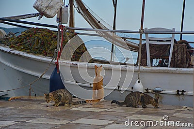 cats on the shore near a fishing boat waiting for fresh fish for breakfast, Greece Stock Photo