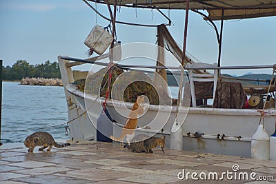 cats on the shore near a fishing boat waiting for fresh fish for breakfast, Greece Stock Photo