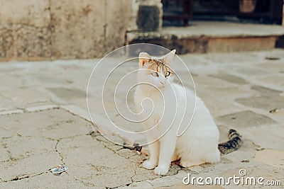 Cats are sitting on a chair outside. A city where there are many street cats. Animals are resting. strabismus in a cat Stock Photo