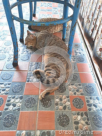 Cats sleep under chair Stock Photo