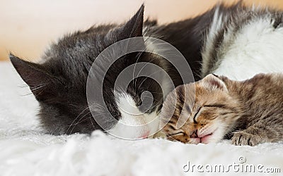 Cats sleep Stock Photo