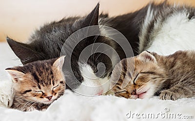 Cats sleep Stock Photo