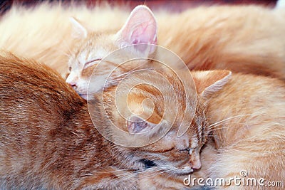 Cats sleeping Stock Photo