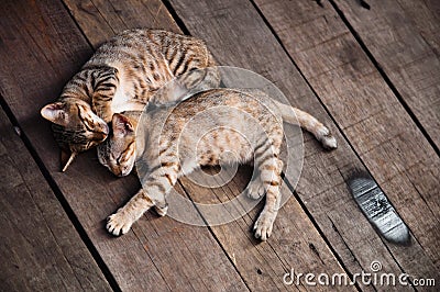 Cats Sleeping on Wooden Floor Stock Photo