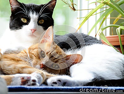 Cats snuggling together Stock Photo