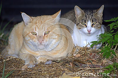 Cats snuggling Stock Photo