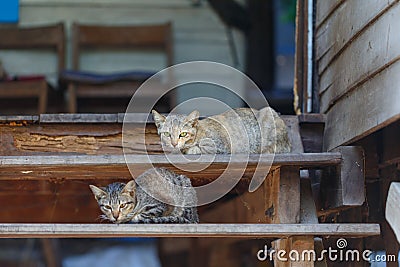 Cats on stairs closeup detail Stock Photo