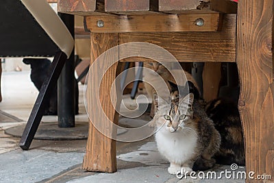 Cats on the streets of Pula Stock Photo