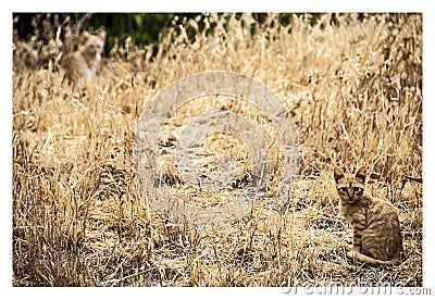 Cats summer yellow camouflage Stock Photo