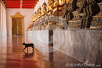 Cats in Temple Stock Photo