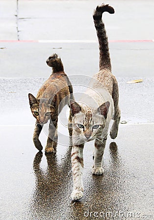 Cats walking Stock Photo