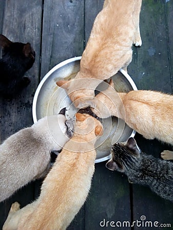 Cats were eating together Stock Photo