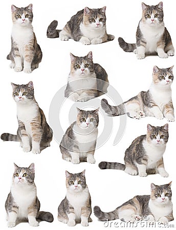 Cats on a white background Stock Photo