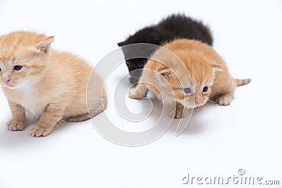 Cats Stock Photo