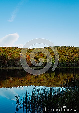 Beautiful lake with reflection of forested hill in the calm water and tall grasses in foreground Stock Photo