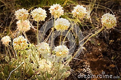 Eriogonum ovalifolium variety purpureum (Cushion Buckwheat) Polygonaceae (Buckwheat Family) Stock Photo