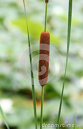 Cattail Stock Photo