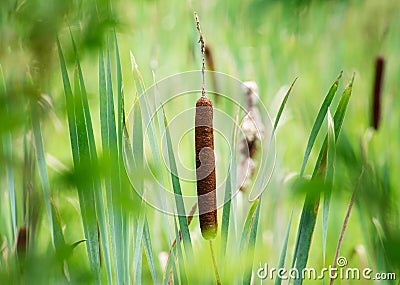 Cattail bullrush in a wetland Stock Photo