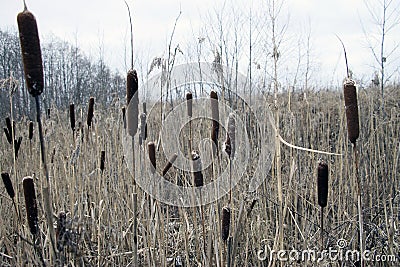 Cattail cattails typha bulrush bulrushes reed reeds totoras marsh swamp Stock Photo