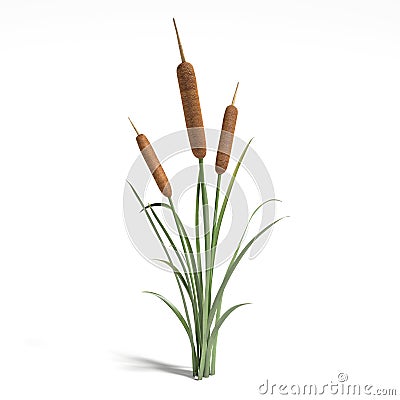 Cattail Cartoon Illustration