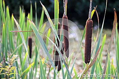 Cattail leaves and flower with spider tulips, growing near water, summer time. Acorus - cattail bush Stock Photo