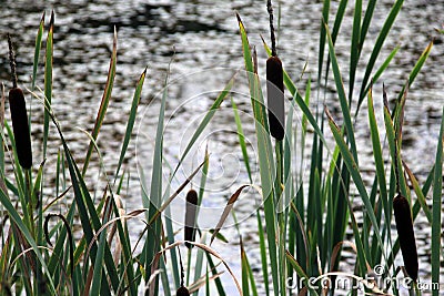 Cattail leaves and flower with spider tulips, growing near water, summer time. Acorus - cattail bush Stock Photo