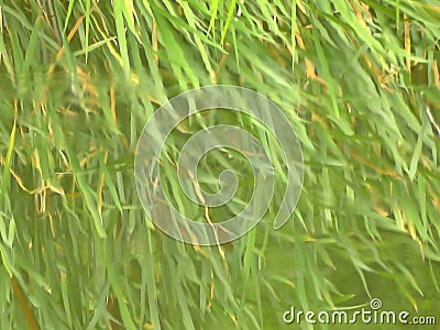 Cattail leaves at a pond Stock Photo