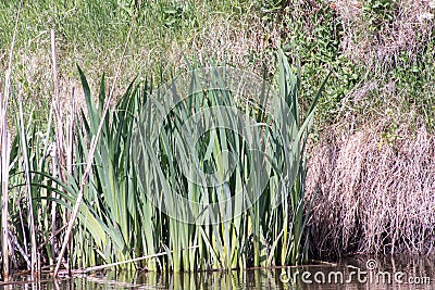 Cattail mace Typha latifolia Stock Photo