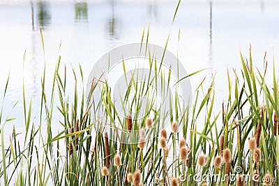 A cattail plant grass background Stock Photo