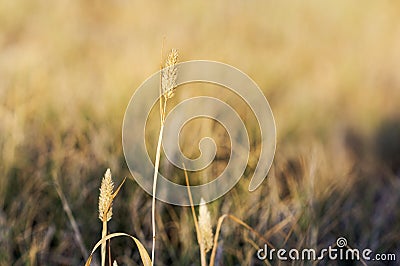 Cattail plant Stock Photo