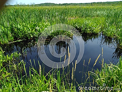 Cattail pond wildflower prairies grass swamp weed Stock Photo