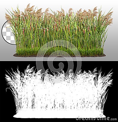 Cut out plant. Reed grass Stock Photo