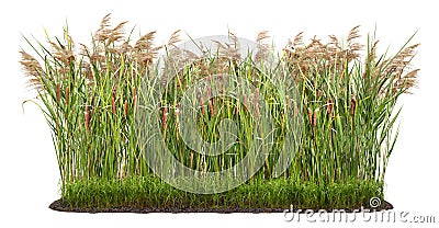 Cut out plant. Reed grass Stock Photo